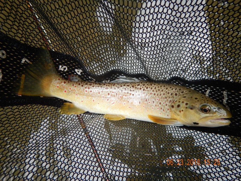 -Kettle Valley-061-.jpg - But then, accross the stream, a brown jumped on my hook.  He probably didn't get the memo saying this was brookie water.